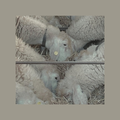 Sardinian sheep at a traditional farm near Il Polpo Nero, showcasing the region’s rich agricultural heritage and farm-to-table culinary experiences in South Sardinia.